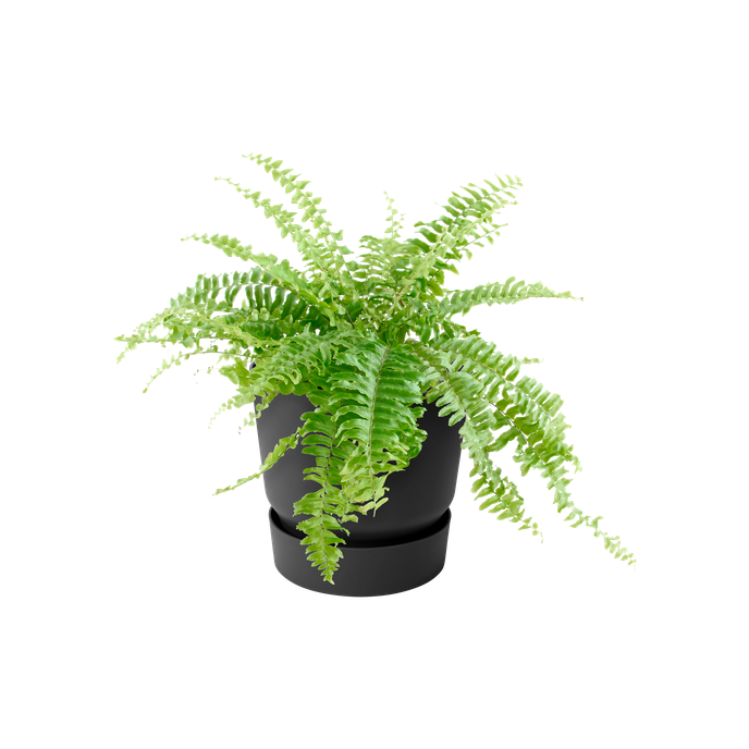 greenville easy hanger single living schwarz